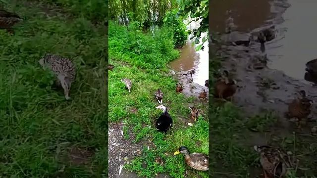 Ducks and nutrias on the river #shorts #duck #nutria #river #coypu