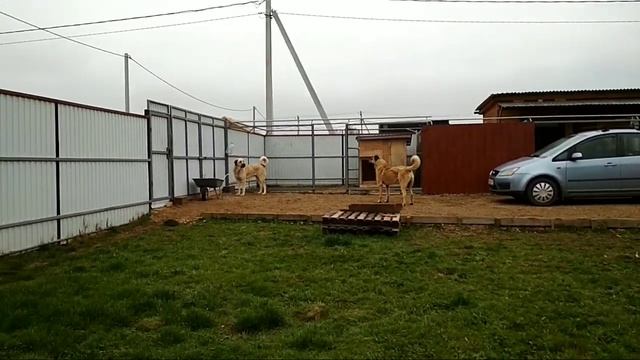Кангалы питомника "Звезда Кангала". Окарауливание территории