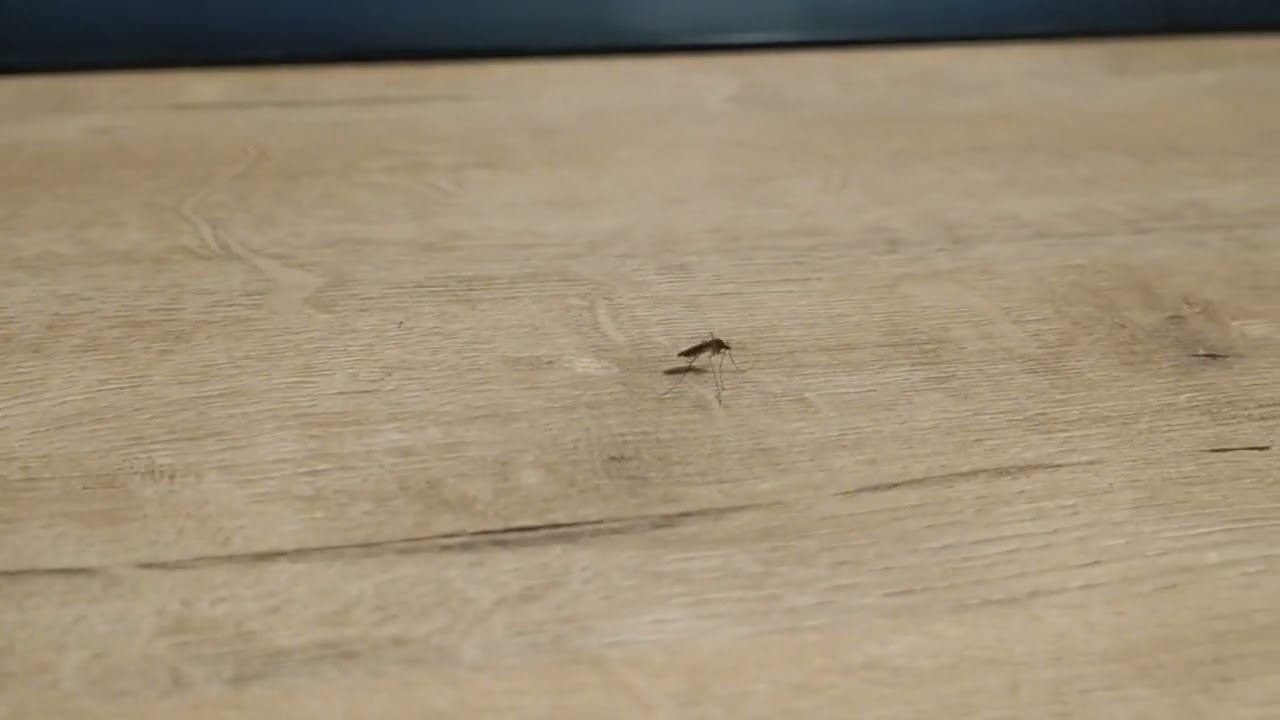 Testvideo5