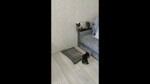 Staffy и кошка