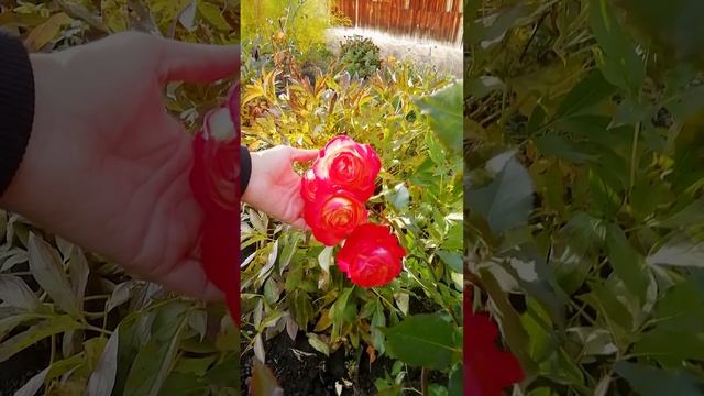 Роза Мидсаммер (Rose Midsummer / Роза Середина лета)?
