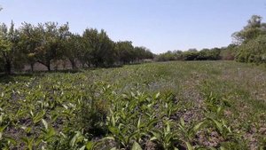 Зацвела фацелия.  Донник посеяный под покров фацелии.