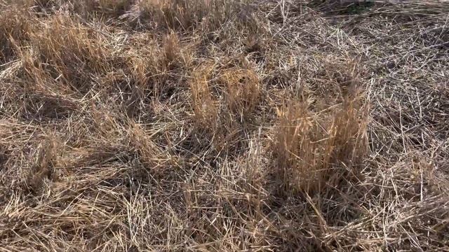 Замульчировал весь ореховый сад.Эксперименты по улучшению почвы в саду. Медоносы. Черный орех. смотреть онлайн