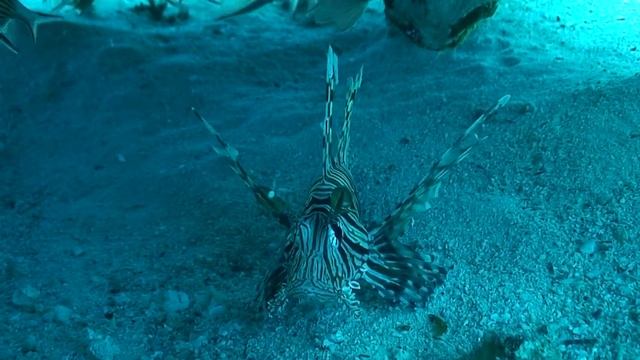 Крылатка одна из самых ядовитых рыб. Египет смотреть онлайн