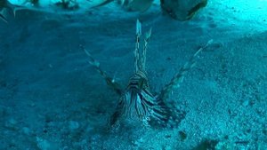 Крылатка одна из самых ядовитых рыб. Египет