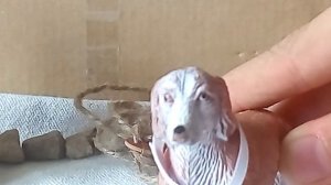 ОБЗОР НА МОИ ФИГУРКИ СОБАК!!!!