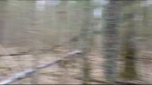 Охота на зайца с русской гончей Алтай, владелец Илья Лебедев, г.Урень, Нижегородская область.