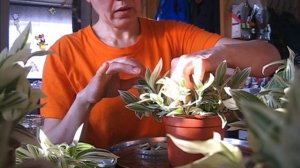 Традесканция -  зебрина. Наблюдения.