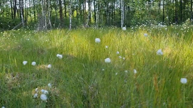 Зацвела клюква в болоте. смотреть онлайн