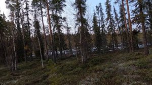 Охота на медведя с лайками на Кольском весна 2021 Часть 5