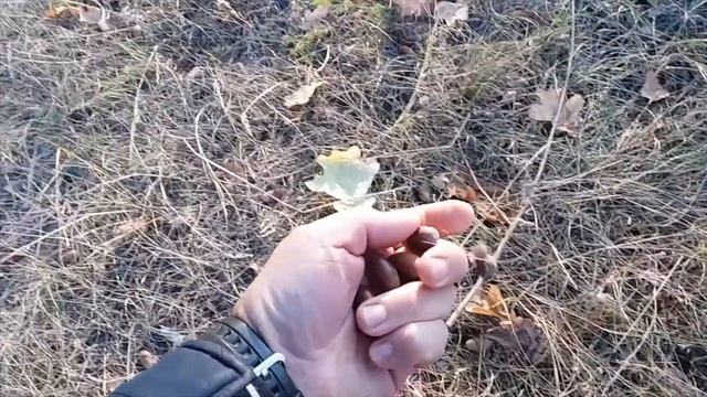 Саме час збирати жолуді! смотреть онлайн