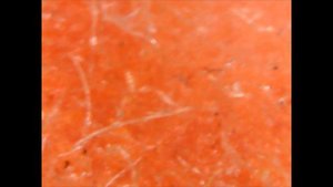 Мохнатый персик под микроскопом