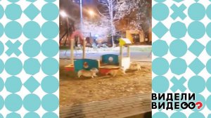 Веселые корги. Видели видео? Фрагмент выпуска от 28.02.2021