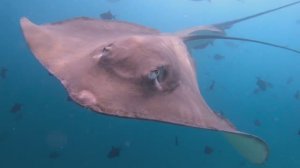 Мальдивы. Самый классный Снорклинг со скатами
Уникальные кадры!
Snorkeling with stingrays