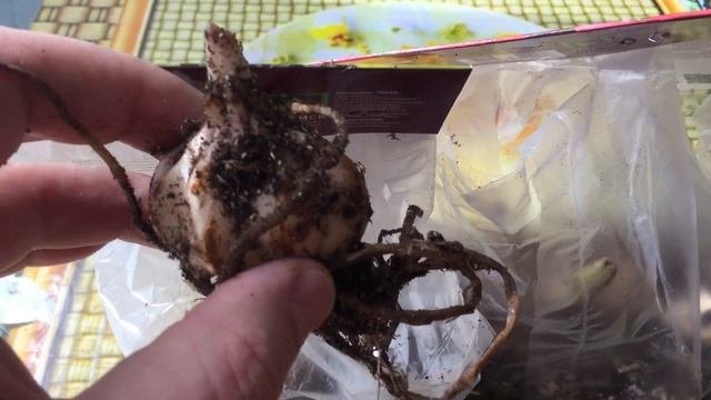 Качество луковиц лилий от Гаршинки и фирмы Поиск.