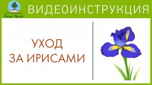 Агротехника бородатых карликовых ирисов. Сады Урала. Телепередача Земля Уральская. Архив 2011 год