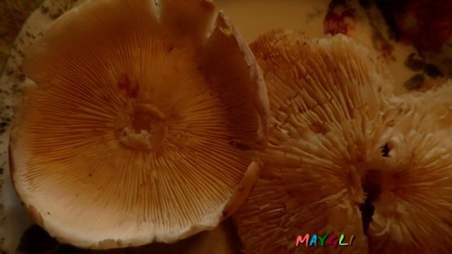 Рядовки Бывают Разными  Матрешка  Рядовка Красная