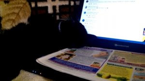 Тишка ловит мышку.