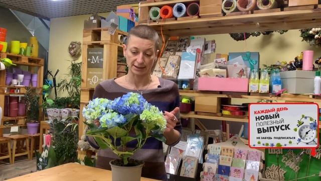 Гортензия - комнатное растение или садовое? Давайте разбираться. Правила ухода.