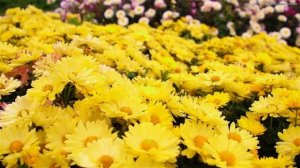 Эту песню можно слушать вечно?Божественная музыка трогает за душу?Красивая весенняя мелодия #7