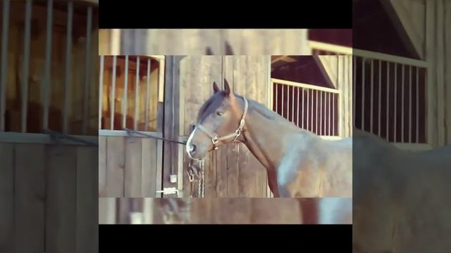 Русский рысак- Нонпарель смотреть онлайн