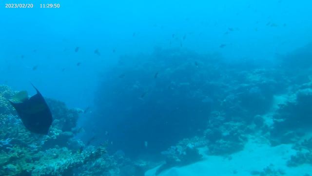 Погружение в Красное море. Часть 2. Февраль 2023г