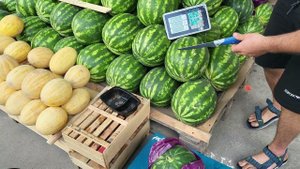 Лазаревское - арбузы и дыни в Июне. Как выбрать арбуз. 2022