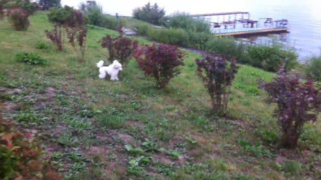 белый пудель Тотошка и кролики