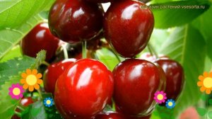 Вишня Загорьевская. Краткий обзор, описание характеристик prunus cerasus Zagorevskaya