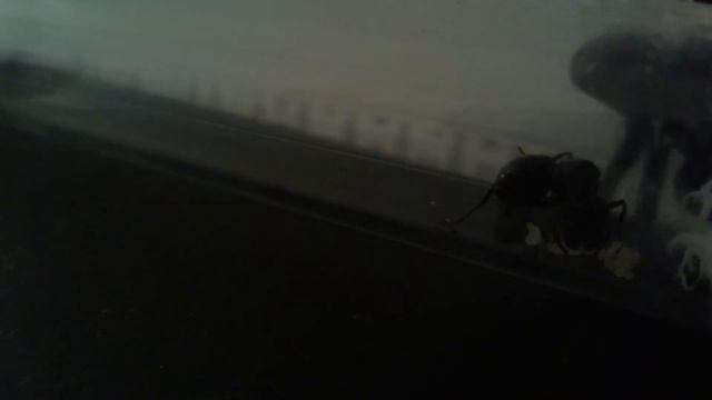 Муравьи Messor structor - "инкубатор" смотреть онлайн