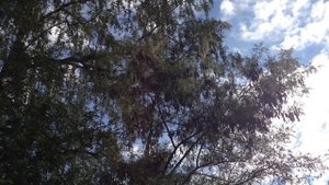 Белая акация - сажать или не сажать?