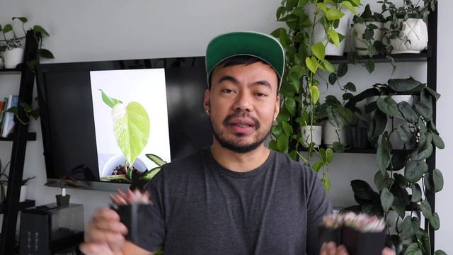 Last and Final Houseplant Haul of 2020 | Indoor Plant Collection Complete смотреть онлайн