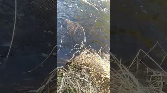 1 часть рыбалка в мордушки на лесном ручье . смотреть онлайн