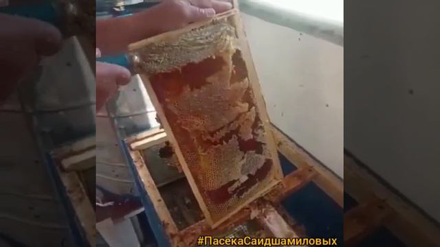 Пасека Саидшамиловых, у них вы самый лучший мёд (номер для связы +7 928 219-07-88) смотреть онлайн