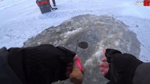 Ловля окуня на Ладоге в марте. Рыбалка в Ленинградской области. Ладожское озеро. Креницы.