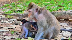 Wow..!! Sweet Milk.. Newly Baby Getting Full Milk From Mom April And Then Lay Down On The Ground.
