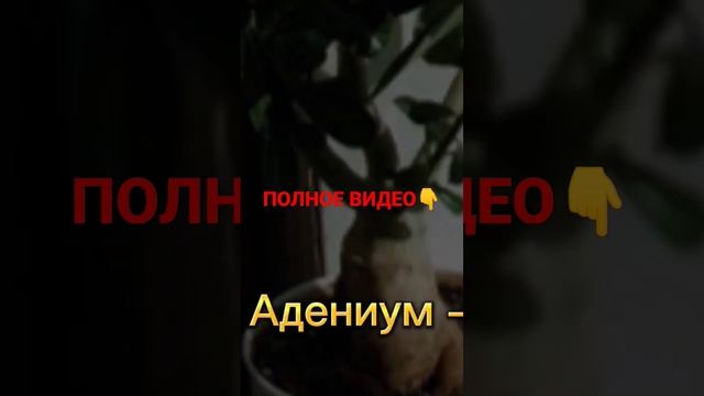 Адениум - пустынная роза.