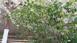 Каким вырастает  лимон в домашних условиях .  Комнатный лимон