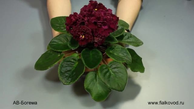 АВ-Богема смотреть онлайн