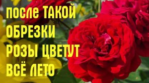 После ТАКОЙ обрезки РОЗЫ ЦВЕТУТ ВСЁ ЛЕТО. Как ПРАВИЛЬНО обрезать розы ЛЕТОМ после цветения