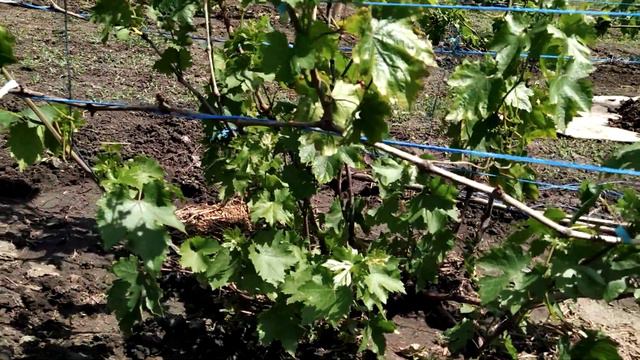 Подкормка винограда смотреть онлайн