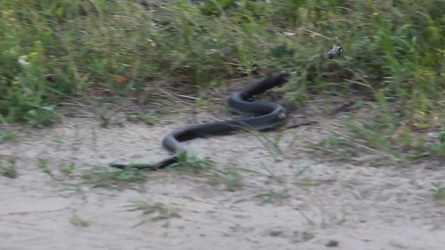 Нужно ли боятся ужей? смотреть онлайн