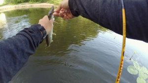 Щука на мормышку | Микроджиг (мормышинг) в начале июля | Рыбалка на Дону