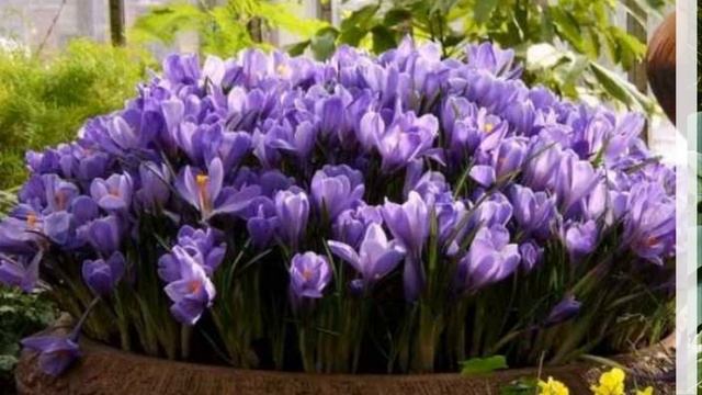 Ленивые Клумбы для тех, кто ценит время смотреть онлайн