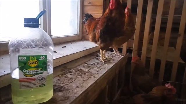 Хлорелла смотреть онлайн