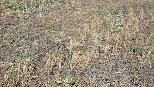 Выращивание чечевицы. No-till 18.05.2018 . Состояние посевов чечевицы красной и зеленой смотреть онлайн