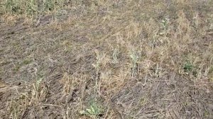 Выращивание чечевицы. No-till 18.05.2018 . Состояние посевов чечевицы красной и зеленой