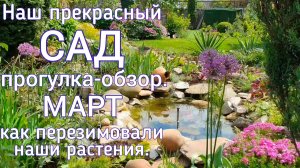 Как перезимовали наши растения . Обзор - прогулка по САДУ + полезные советы .