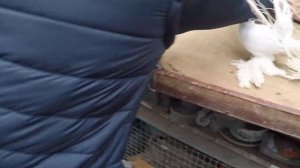 Уральские,Ейские,Омские статные голуби.ПРОДОЛЖЕНИЕ 3 ЧАСТИ.