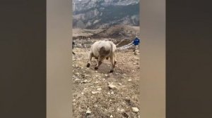 Один из лучших  быков породы "Шароле"был в Дагестане